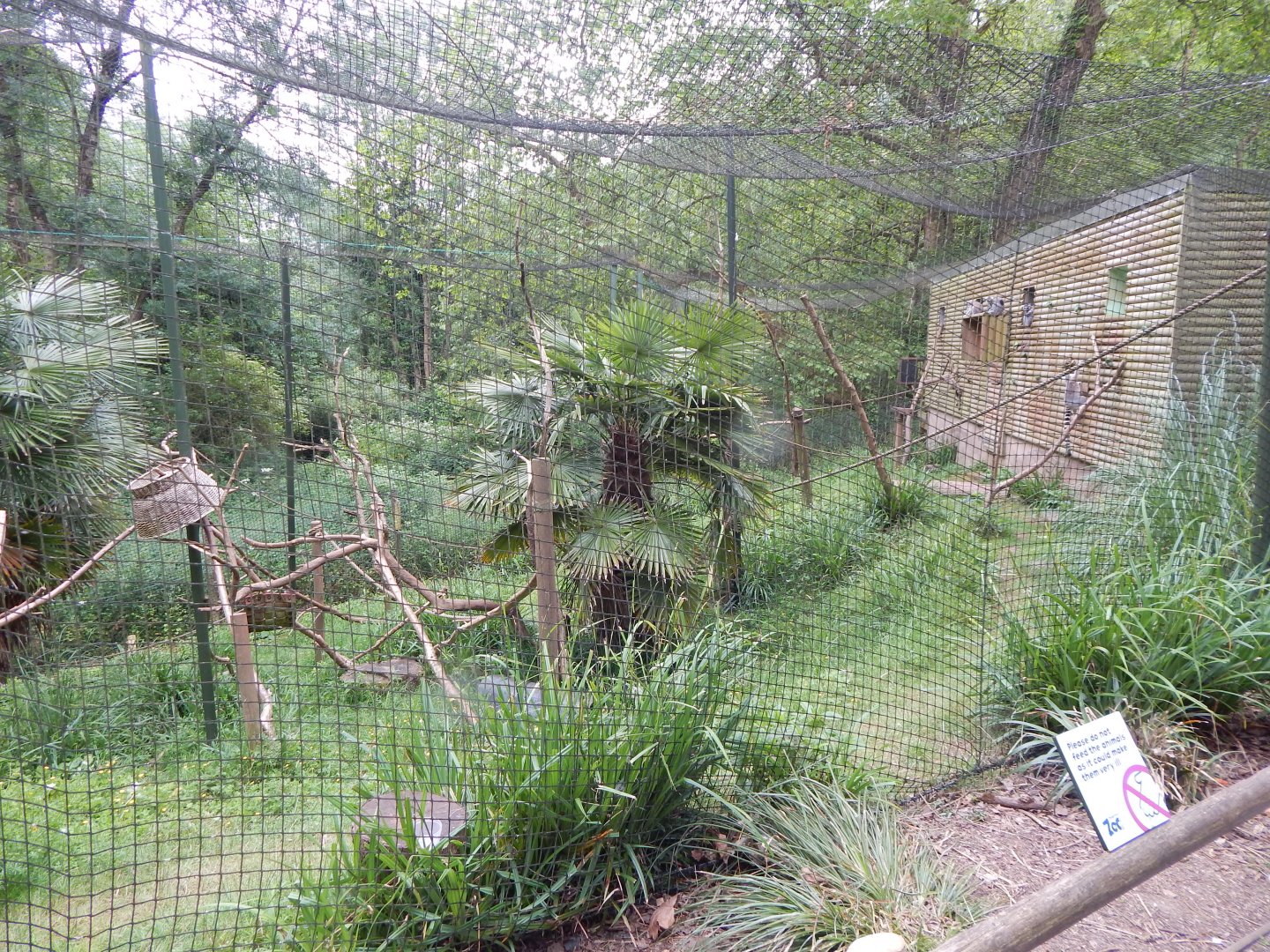 Mixed lemur exhibit 130624