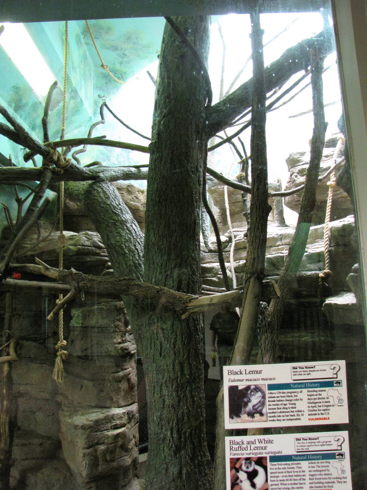 Mixed Lemur Exhibit