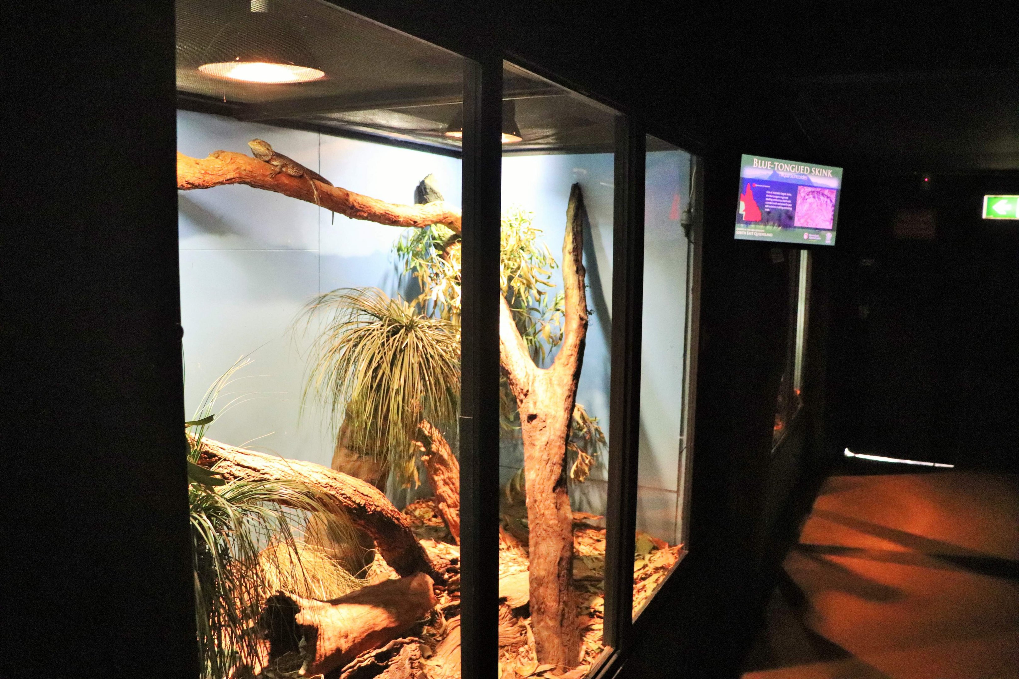 Mixed Lizard Enclosure