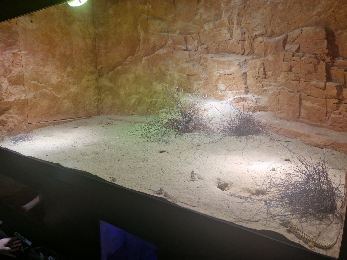 Mixed lizard enclosure