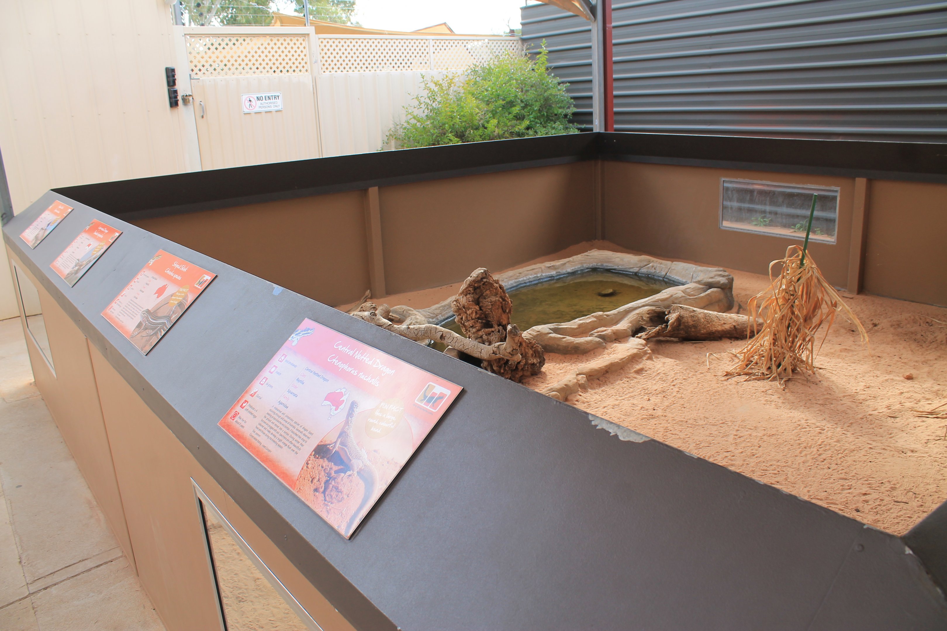 Mixed lizard enclosure