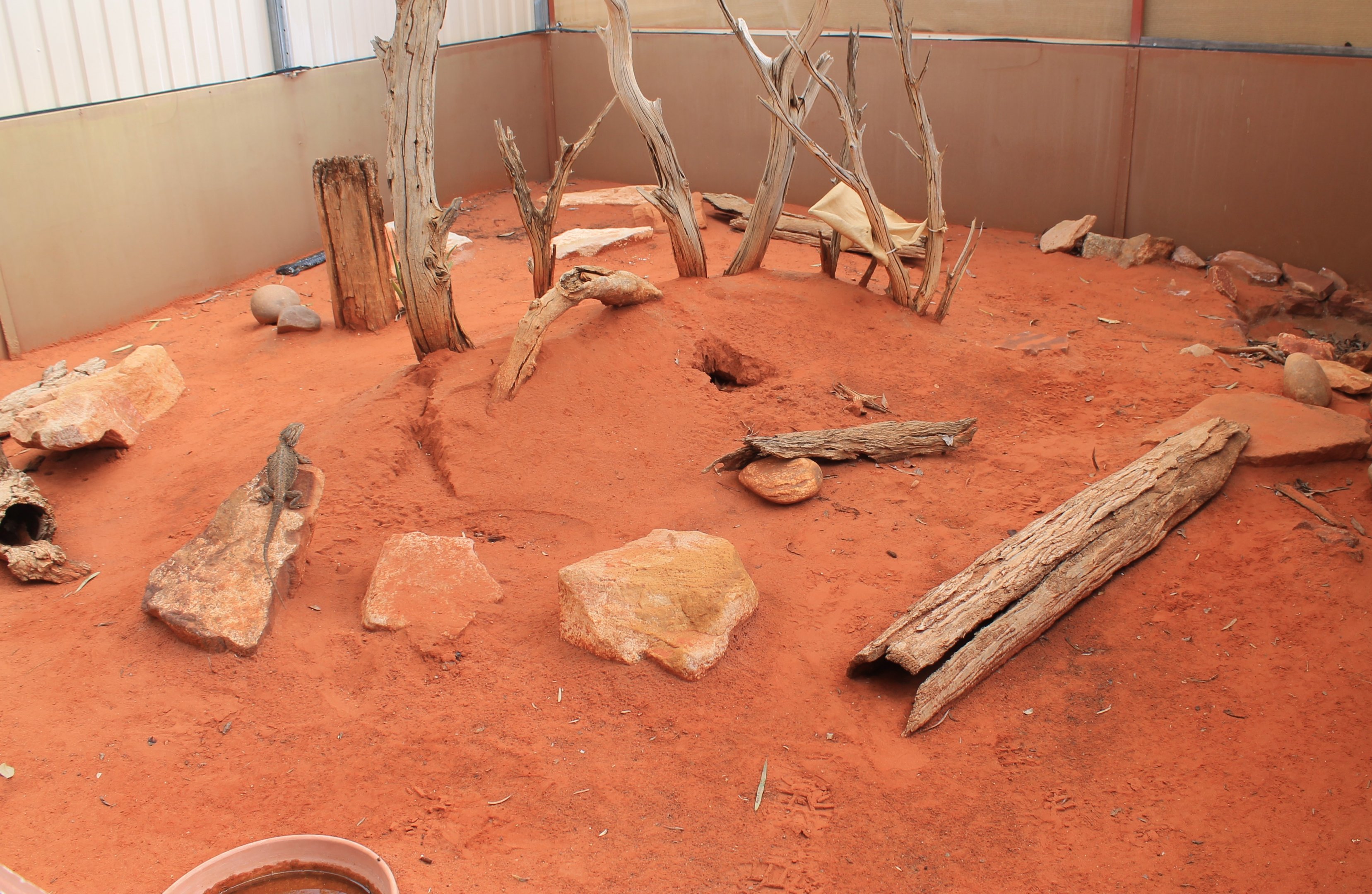 Mixed lizard enclosure