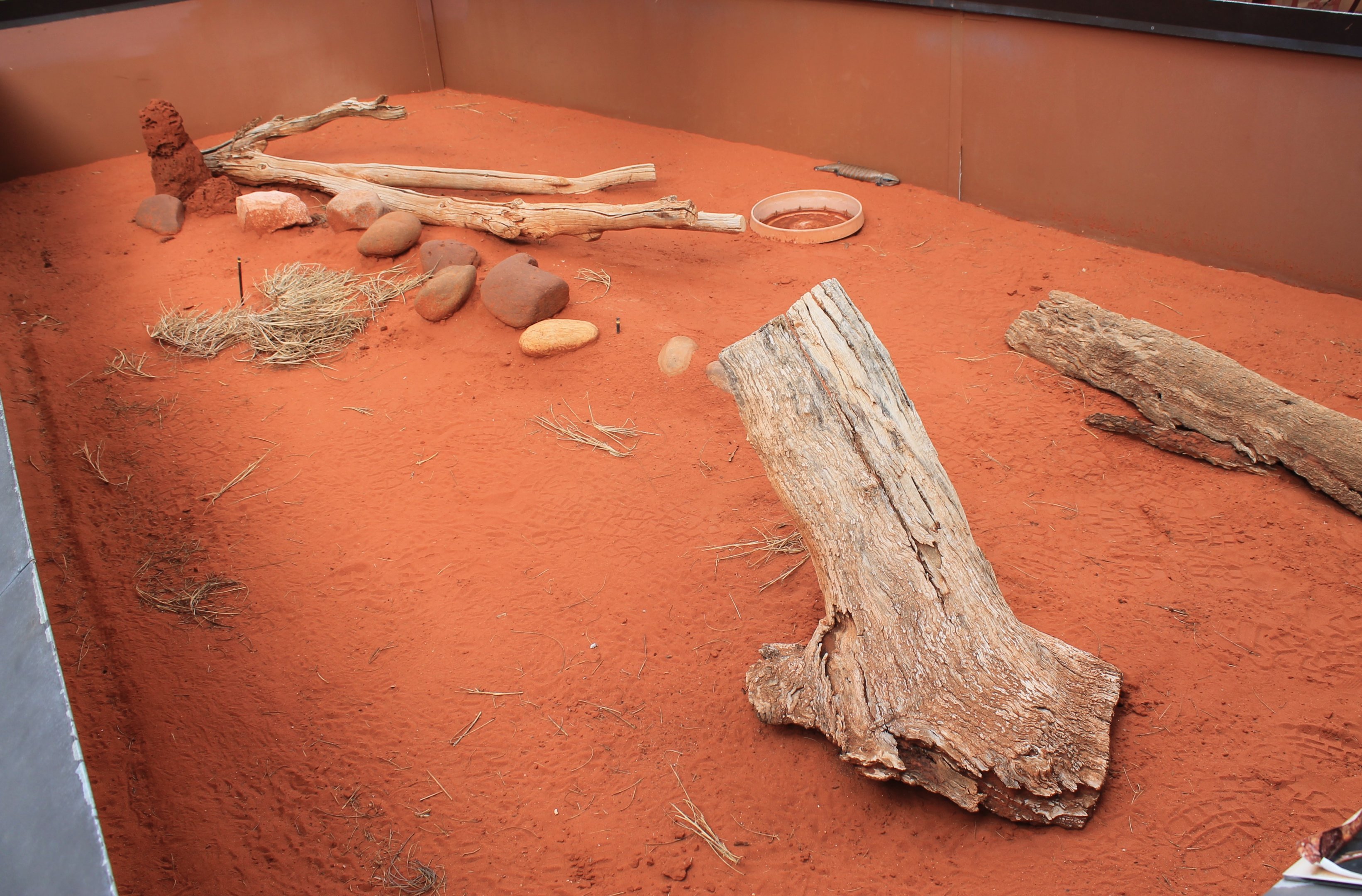 Mixed lizard enclosure