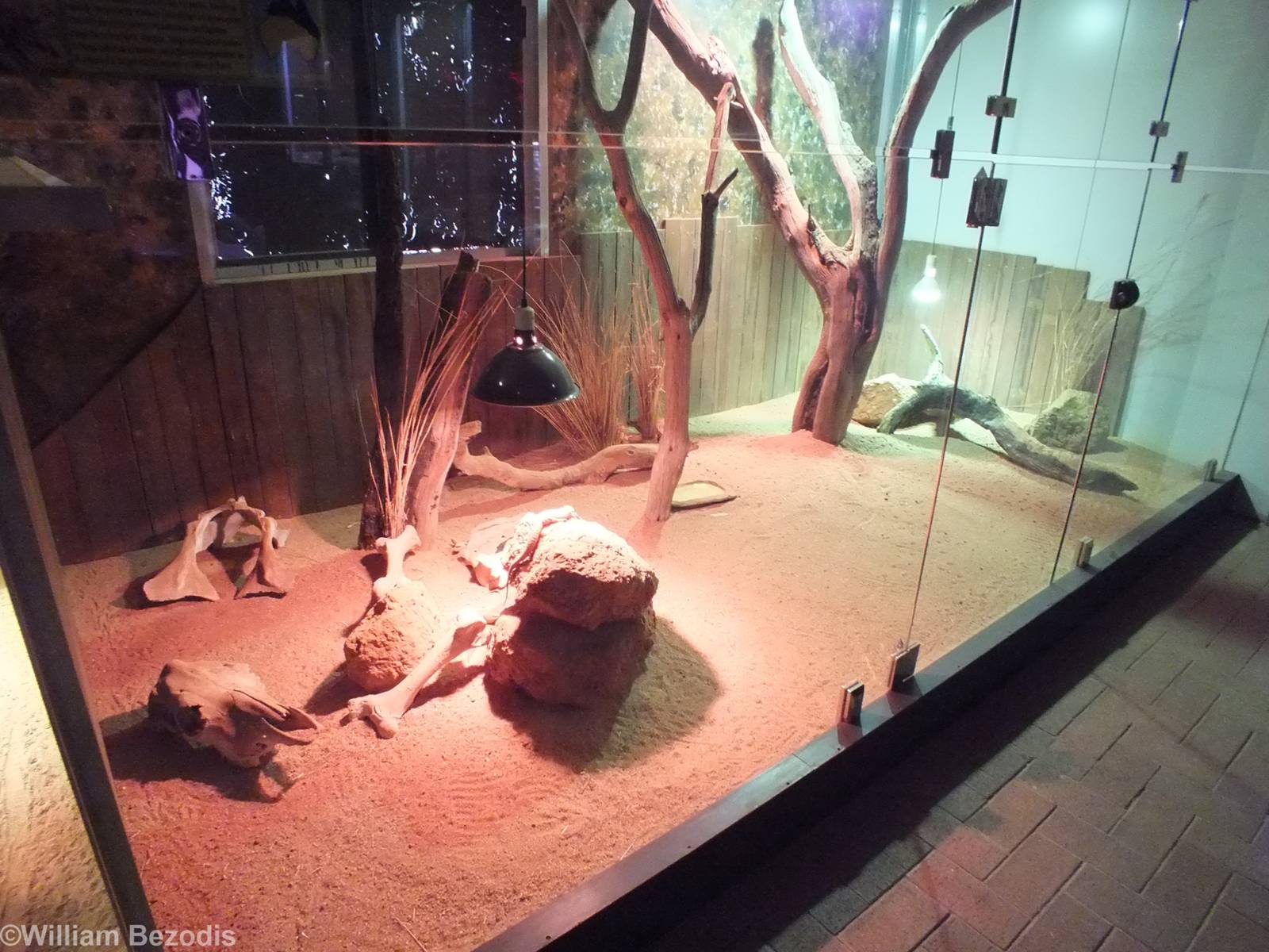 Mixed Lizard/Skink Enclosure - Caversham Wildlife Park