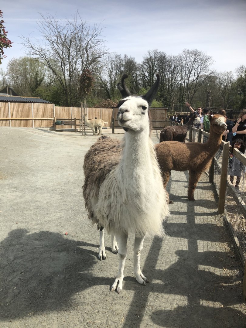 Mixed Llama and Alpaca Enclosure