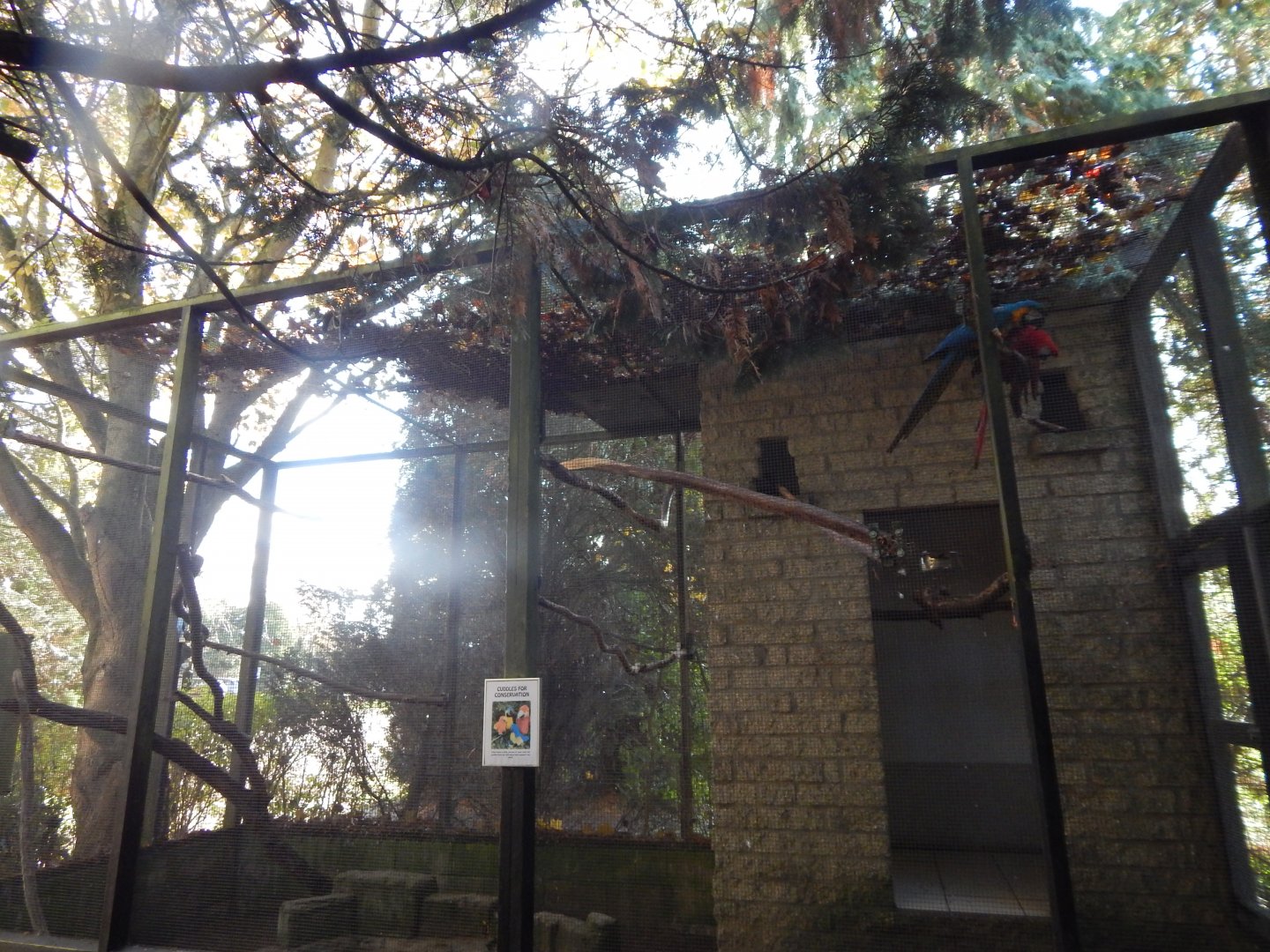 Mixed macaw aviary 011125