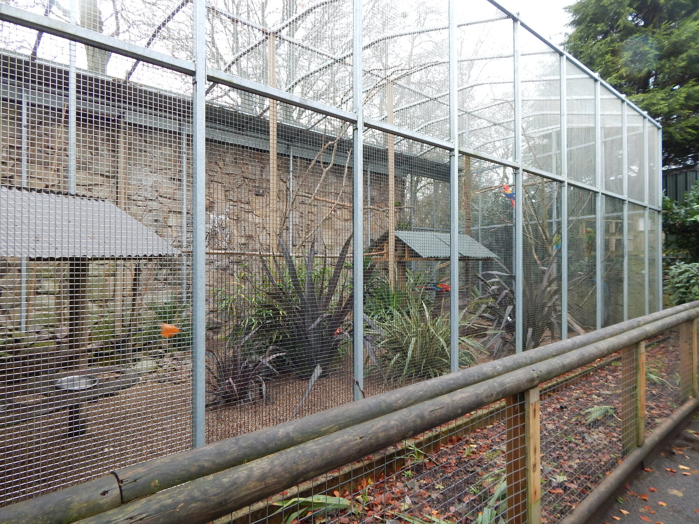Mixed macaw aviary 241122