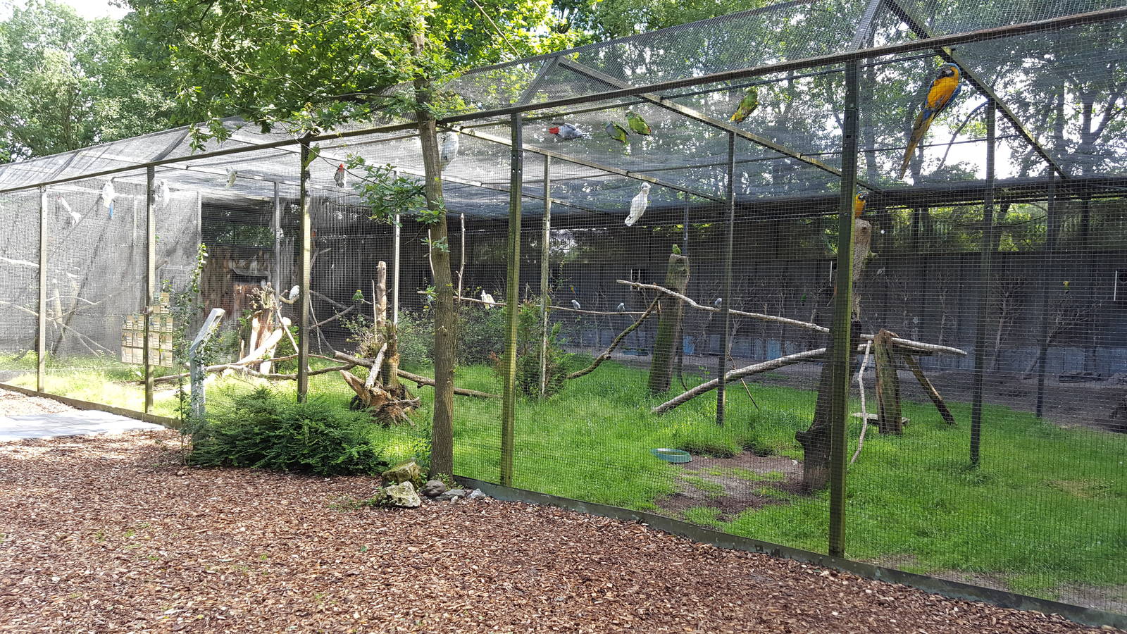 mixed macaw /parrot aviary