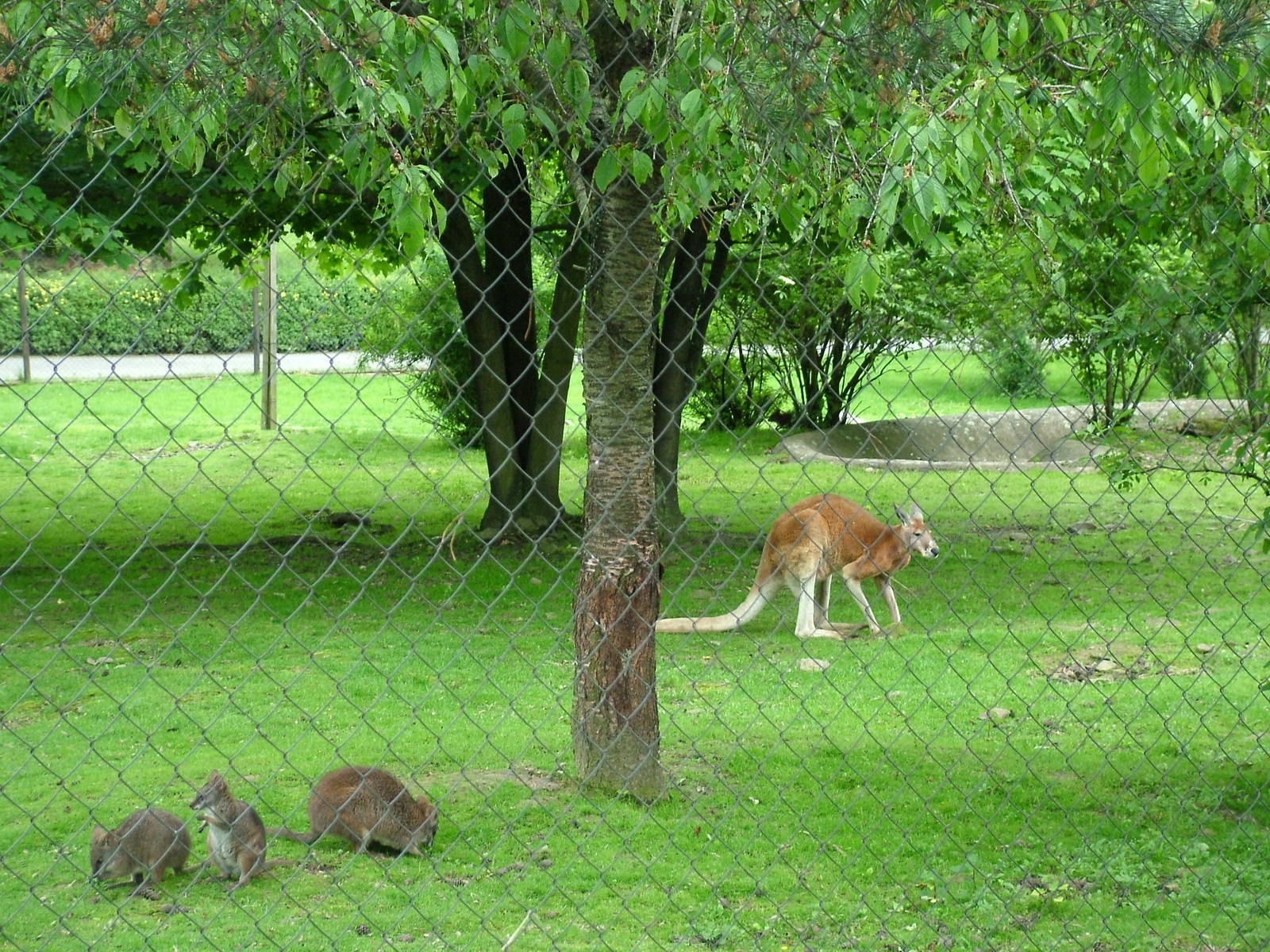 Mixed Macropods at Olomouc 30/05/09