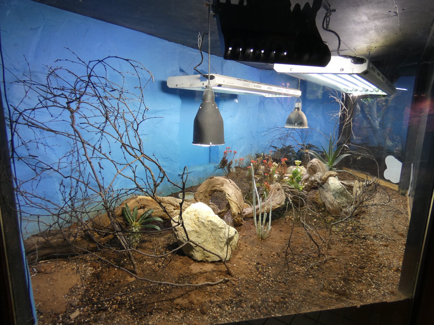 Mixed Madagascan reptile enclosure