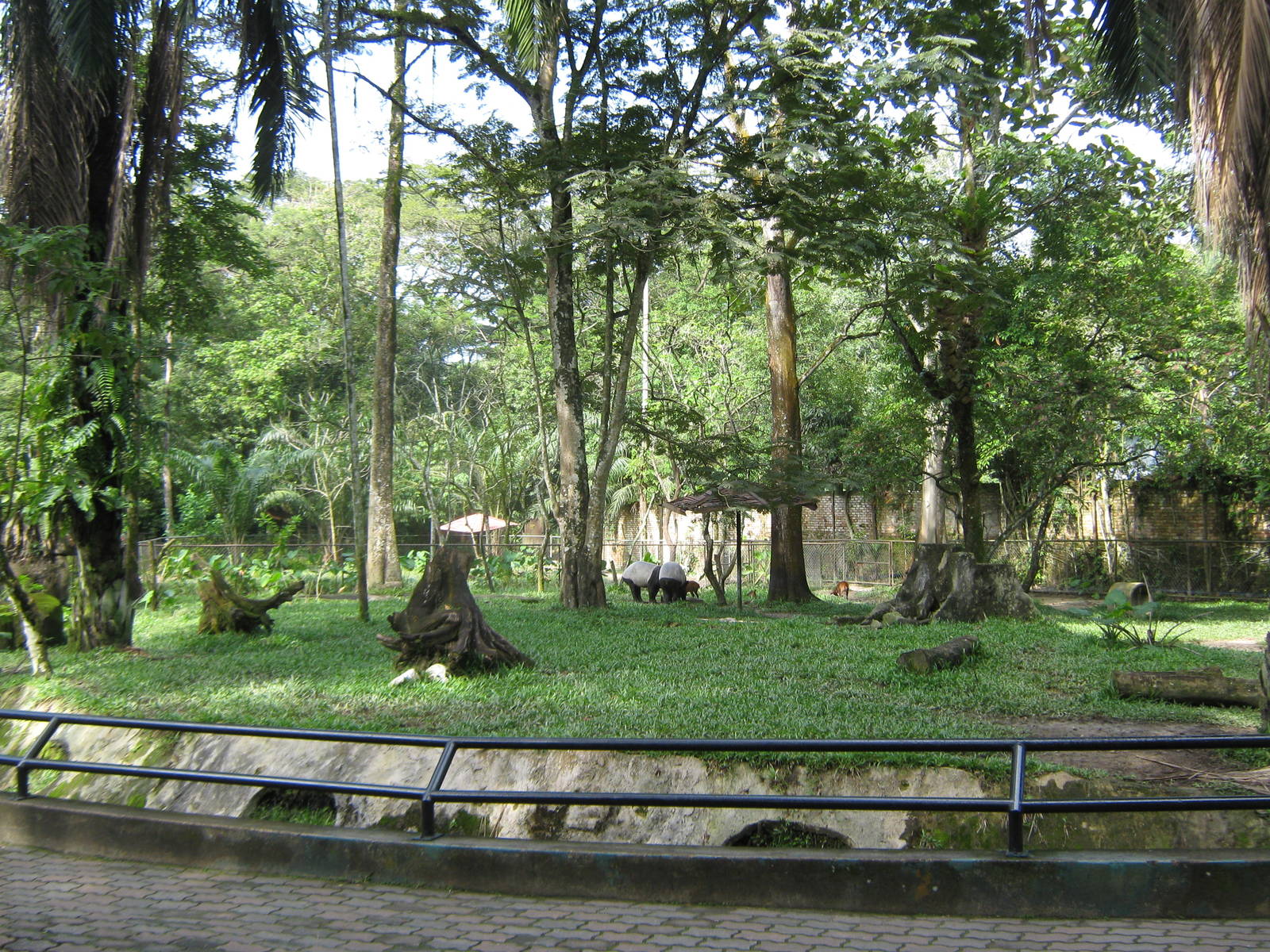 mixed Malayan tapir and common muntjac exhibit