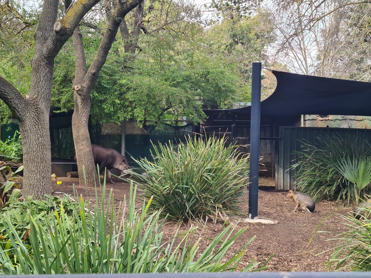 Mixed Mara and Brazilian Tapir exhibit