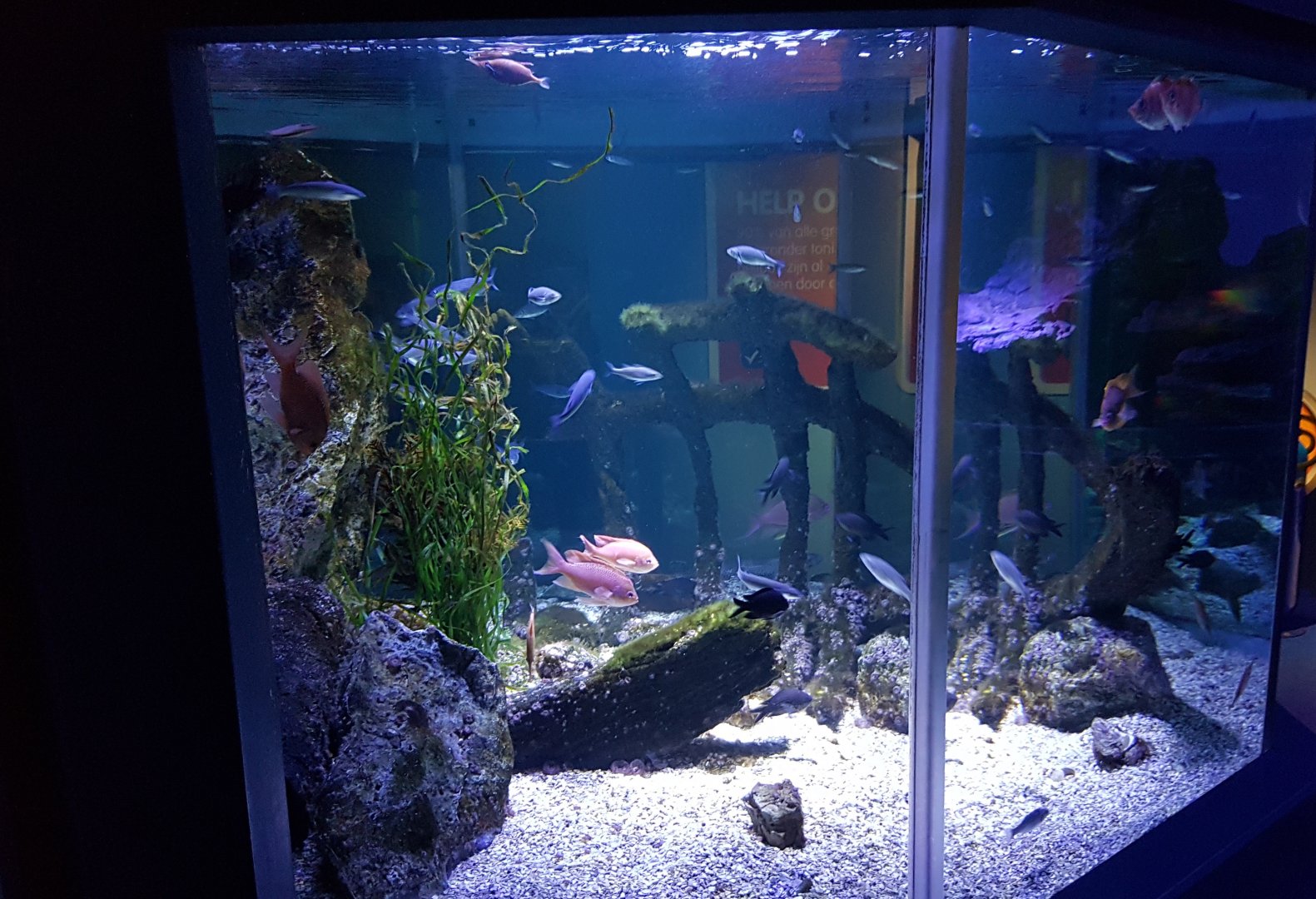 Mixed marine-fish tank