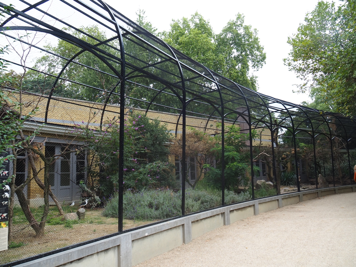 Mixed Mediterranean aviary