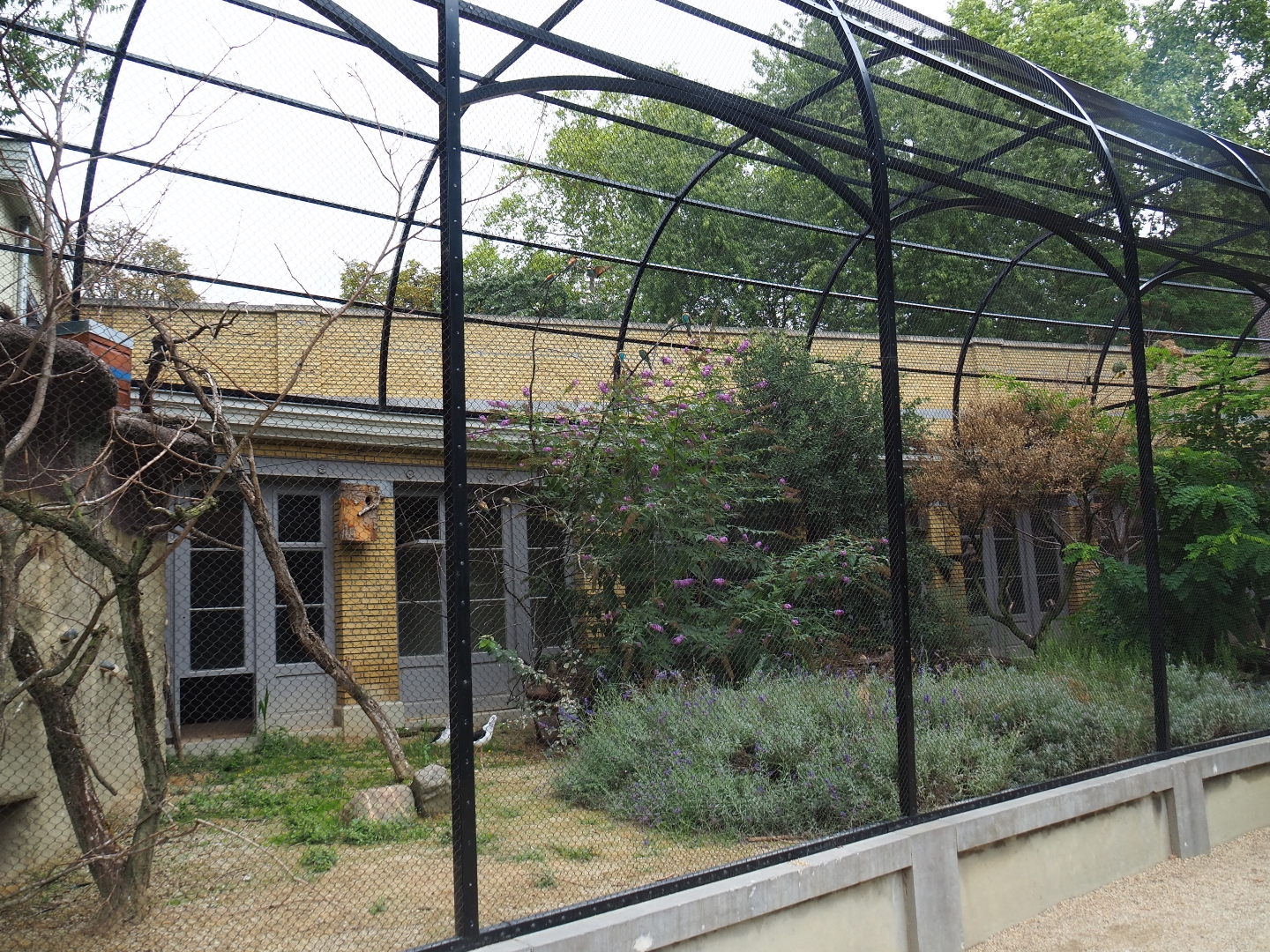 Mixed Mediterranean aviary