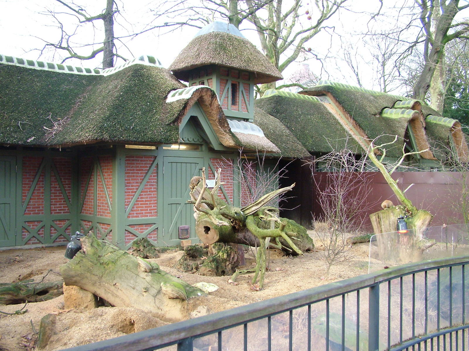 Mixed Mongoose exhibit at Antwerp Zoo Jan 09