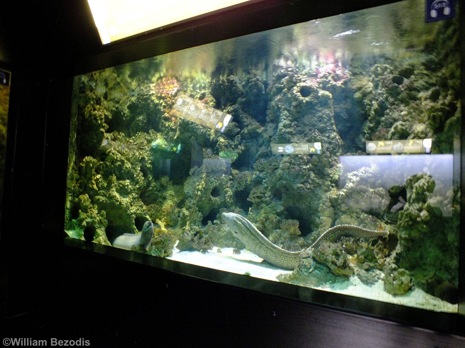 Mixed Moray Tank - Gdynia Aquarium
