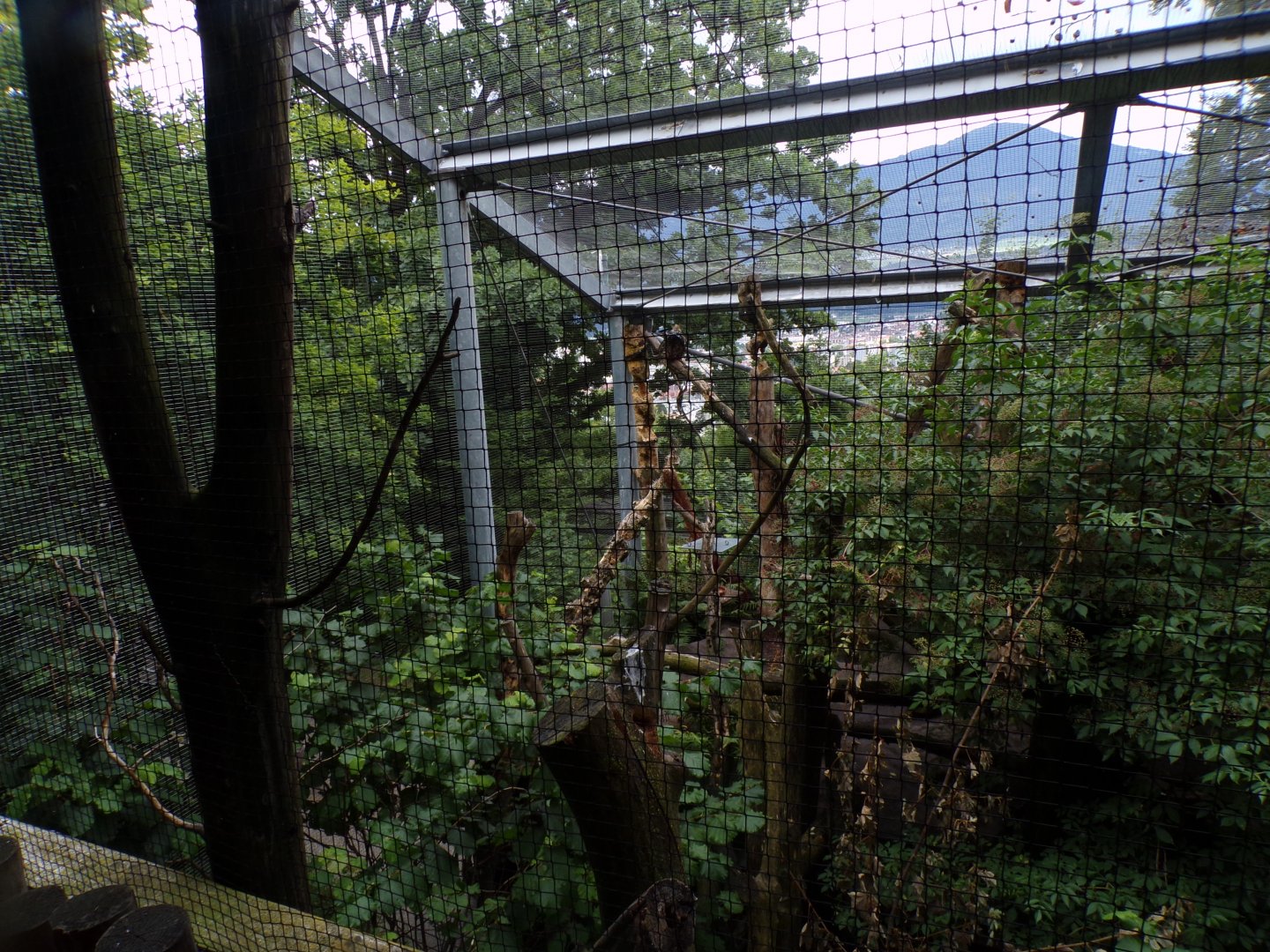 Mixed native bird aviary 9.7.25