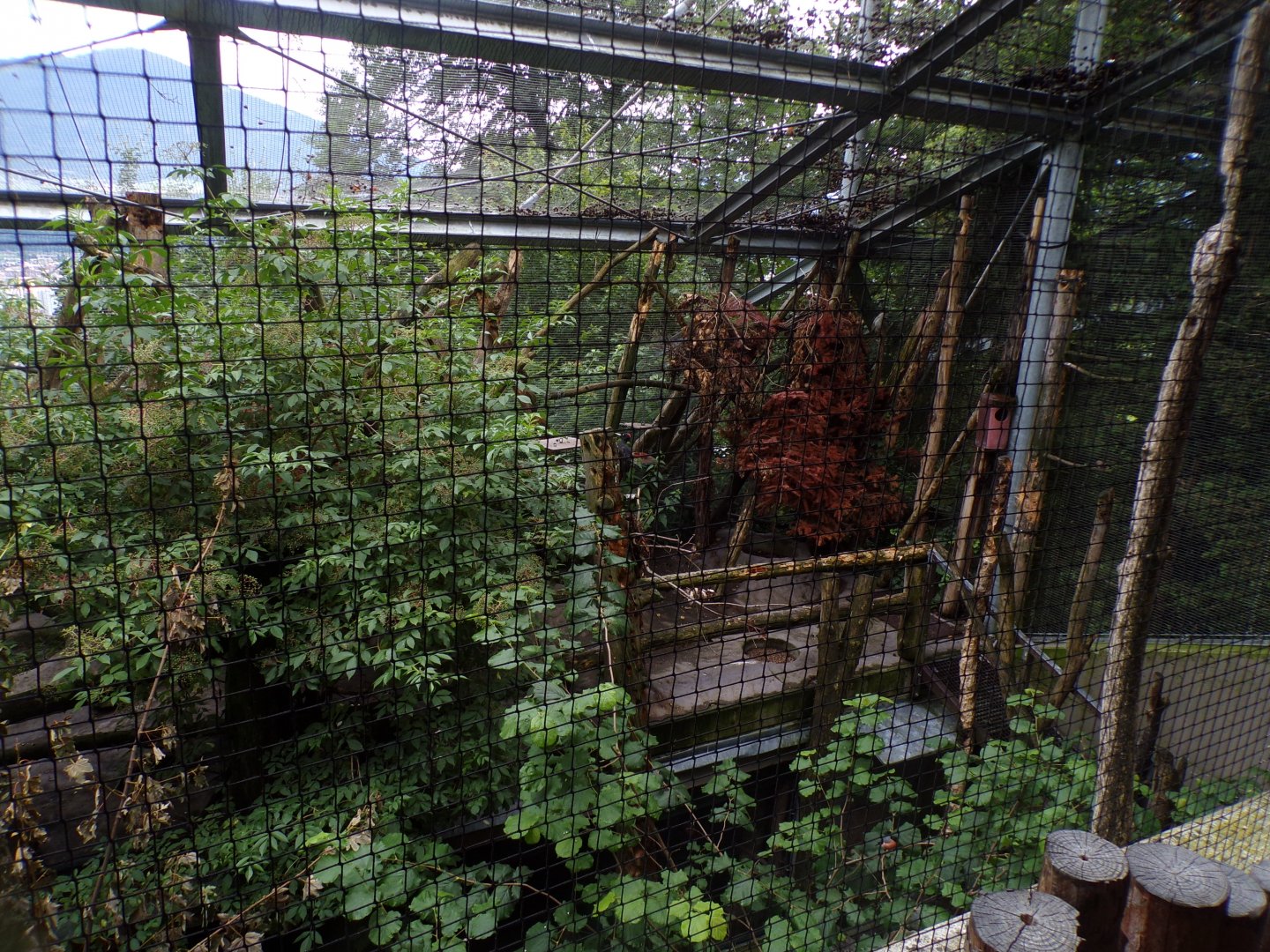 Mixed native bird aviary 9.7.25