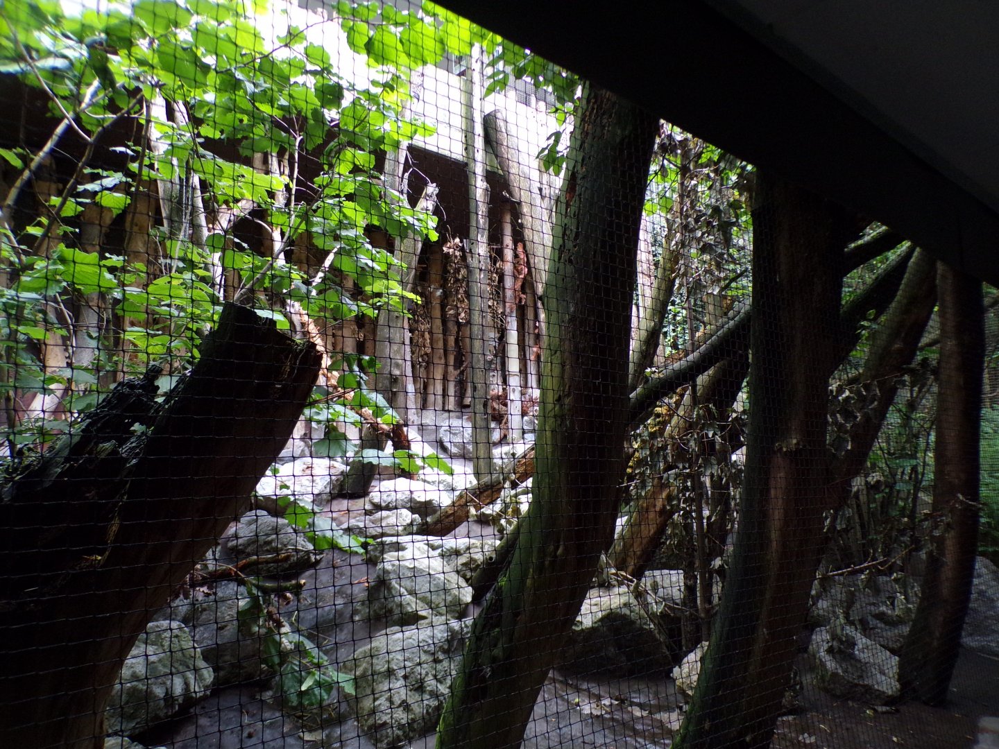 Mixed native bird aviary 9.7.25
