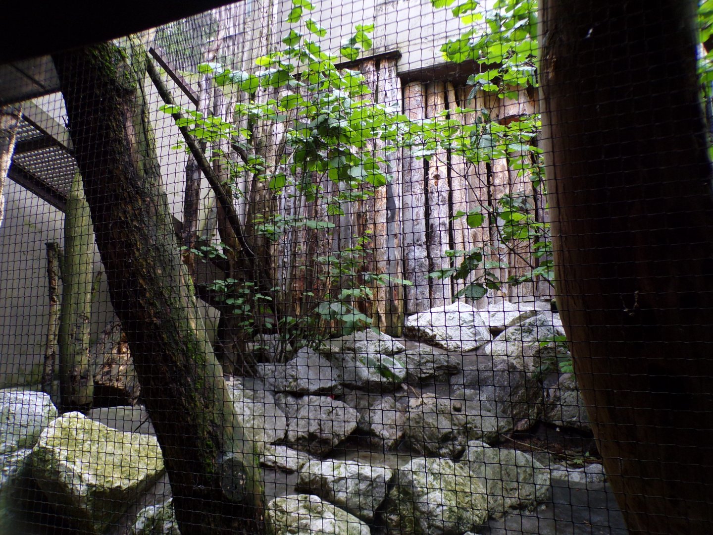 Mixed native bird aviary 9.7.25