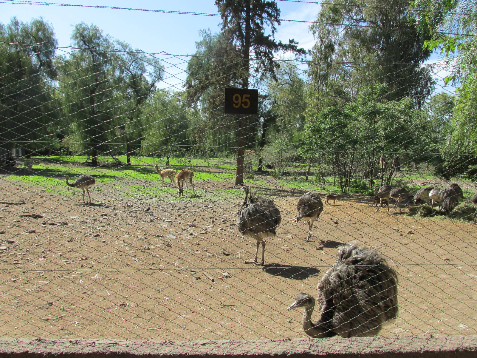 mixed native species mendoza zoo