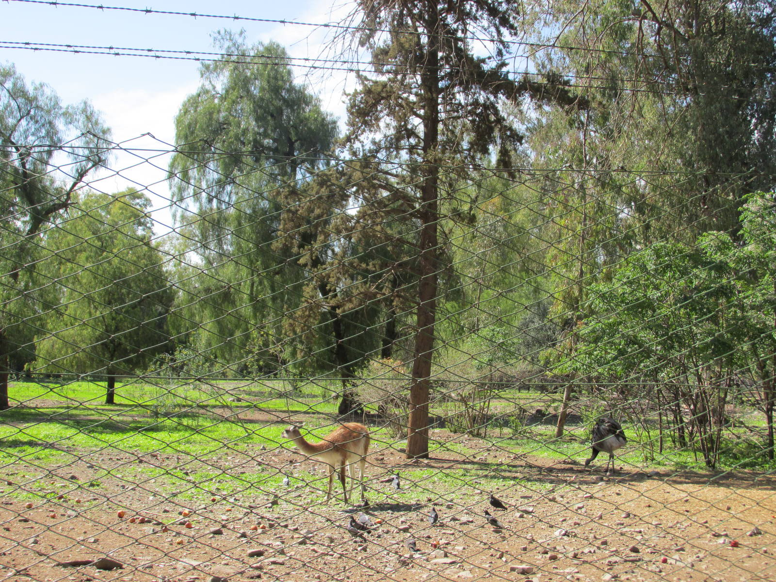 mixed native species mendoza zoo