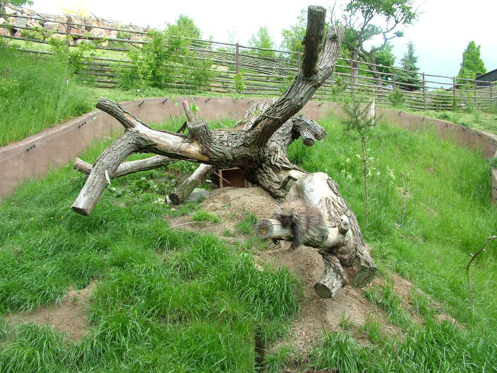 Mixed North American Exhibit at Plzen, 25/05/10