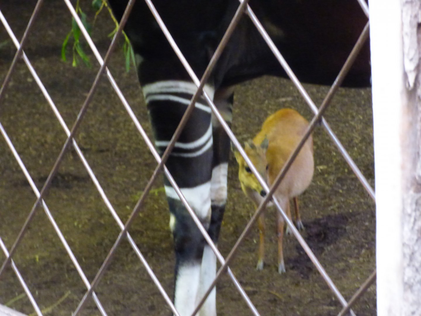 Mixed Okapi and Red Duiker Exhibit