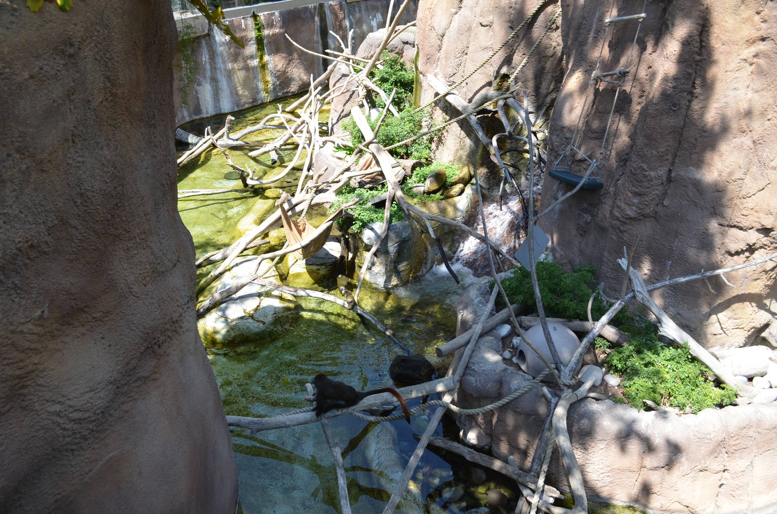 Mixed Otter/Monkey Habitat - Lost Forest