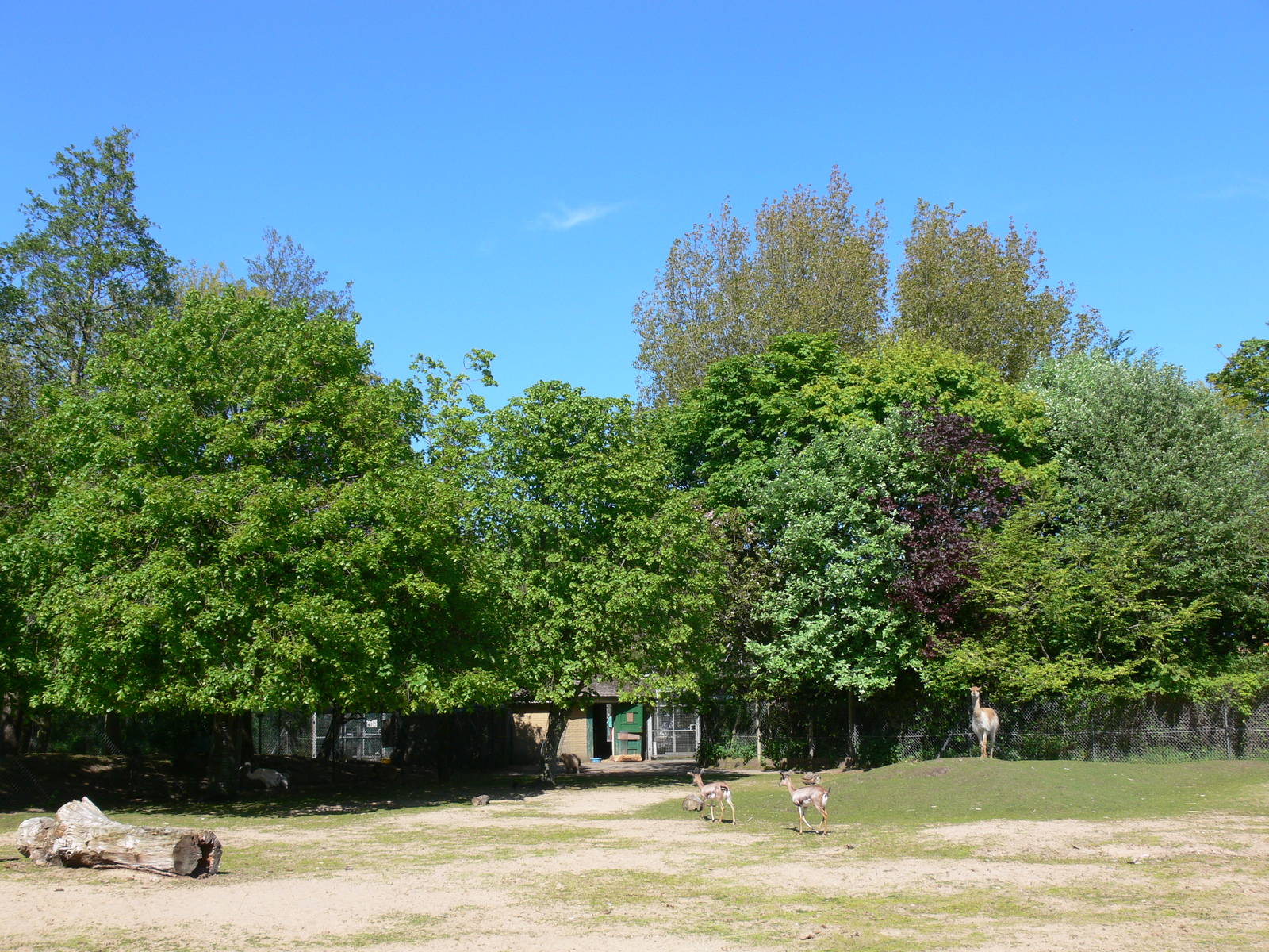 Mixed paddock at Blackpool Zoo, 26/05/13