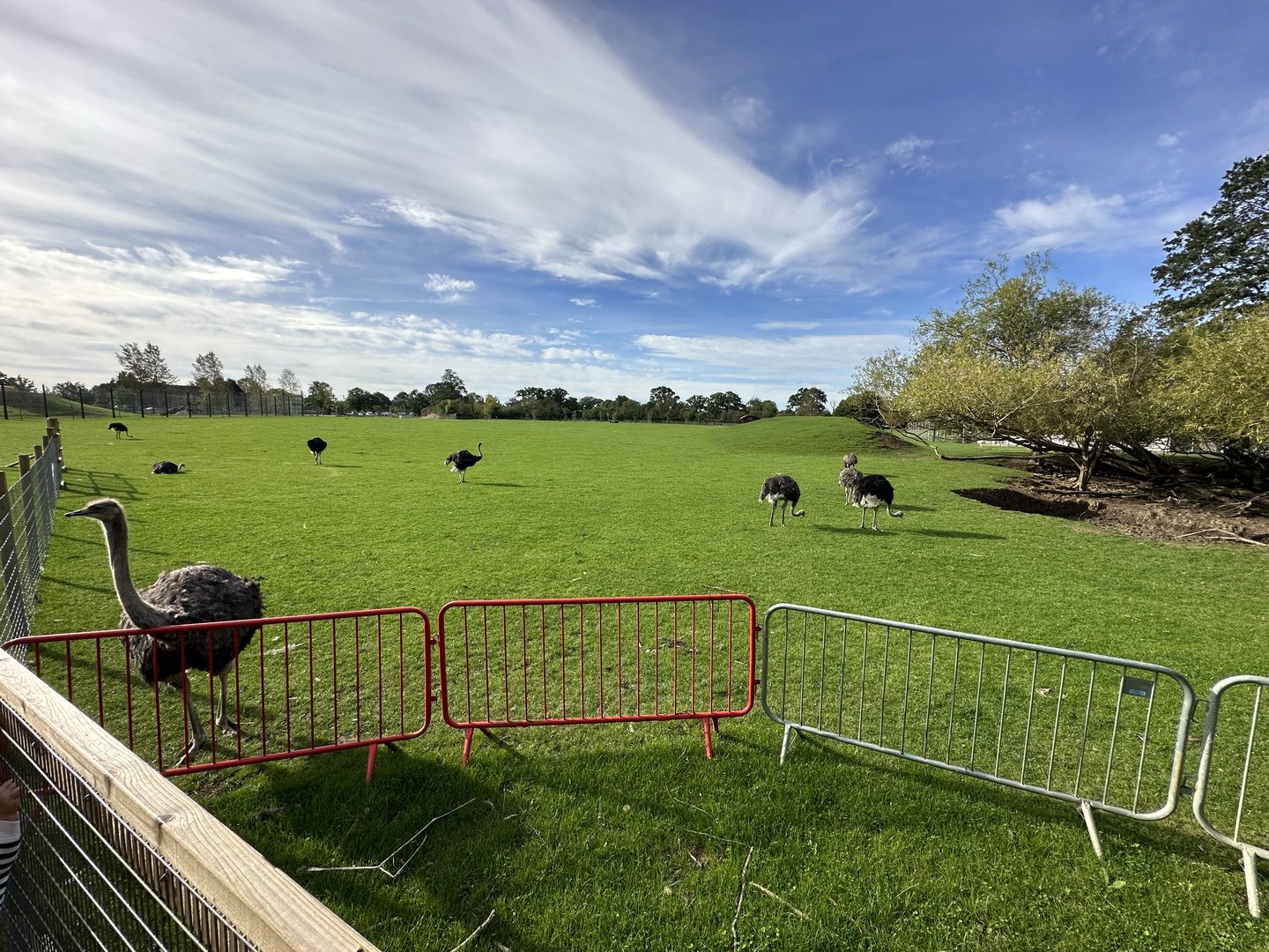 Mixed Paddock at Johnsons of Old Hurst (October 2023)