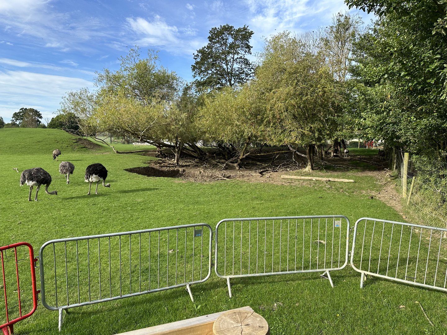 Mixed Paddock at Johnsons of Old Hurst (October 2023)