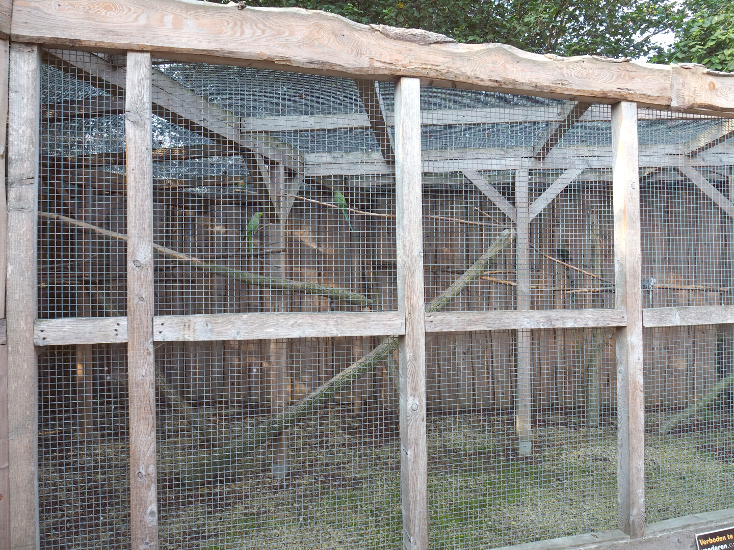 Mixed parakeet and small parrot aviary, 2020-09-12