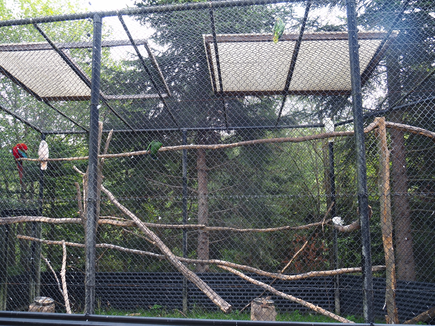 Mixed parrot and cockatoo aviary (Aug 28th, 2018)