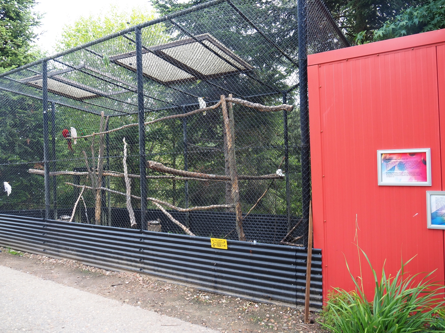 Mixed parrot and cockatoo aviary (Aug 28th, 2018)