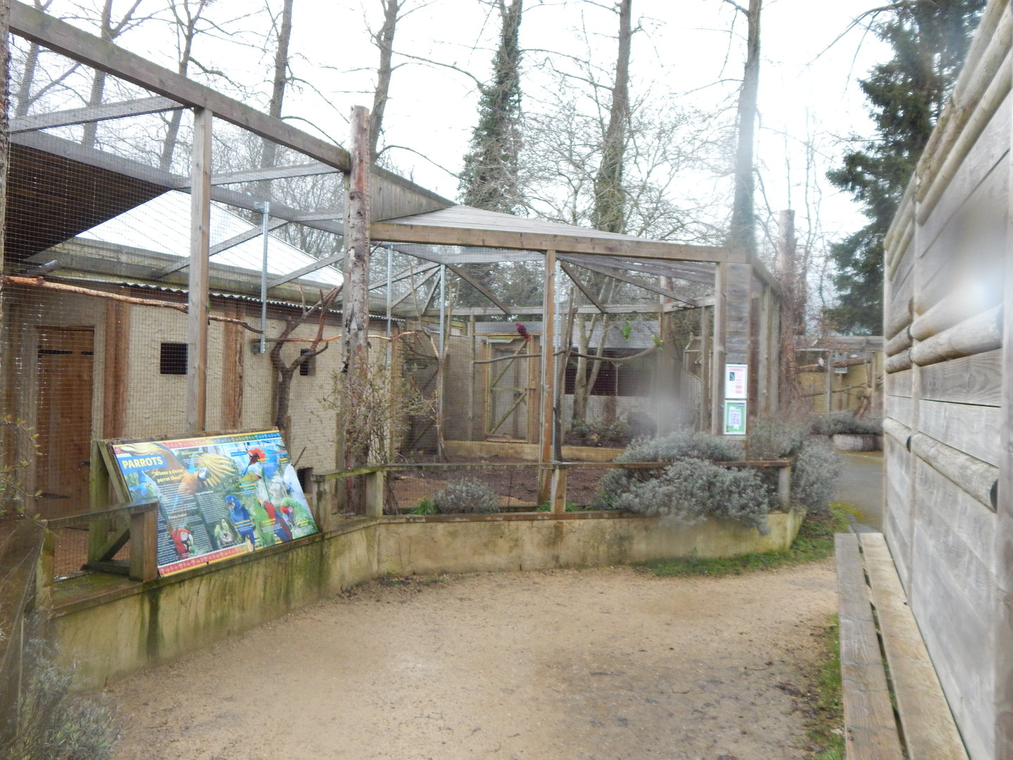Mixed parrot aviary 010323
