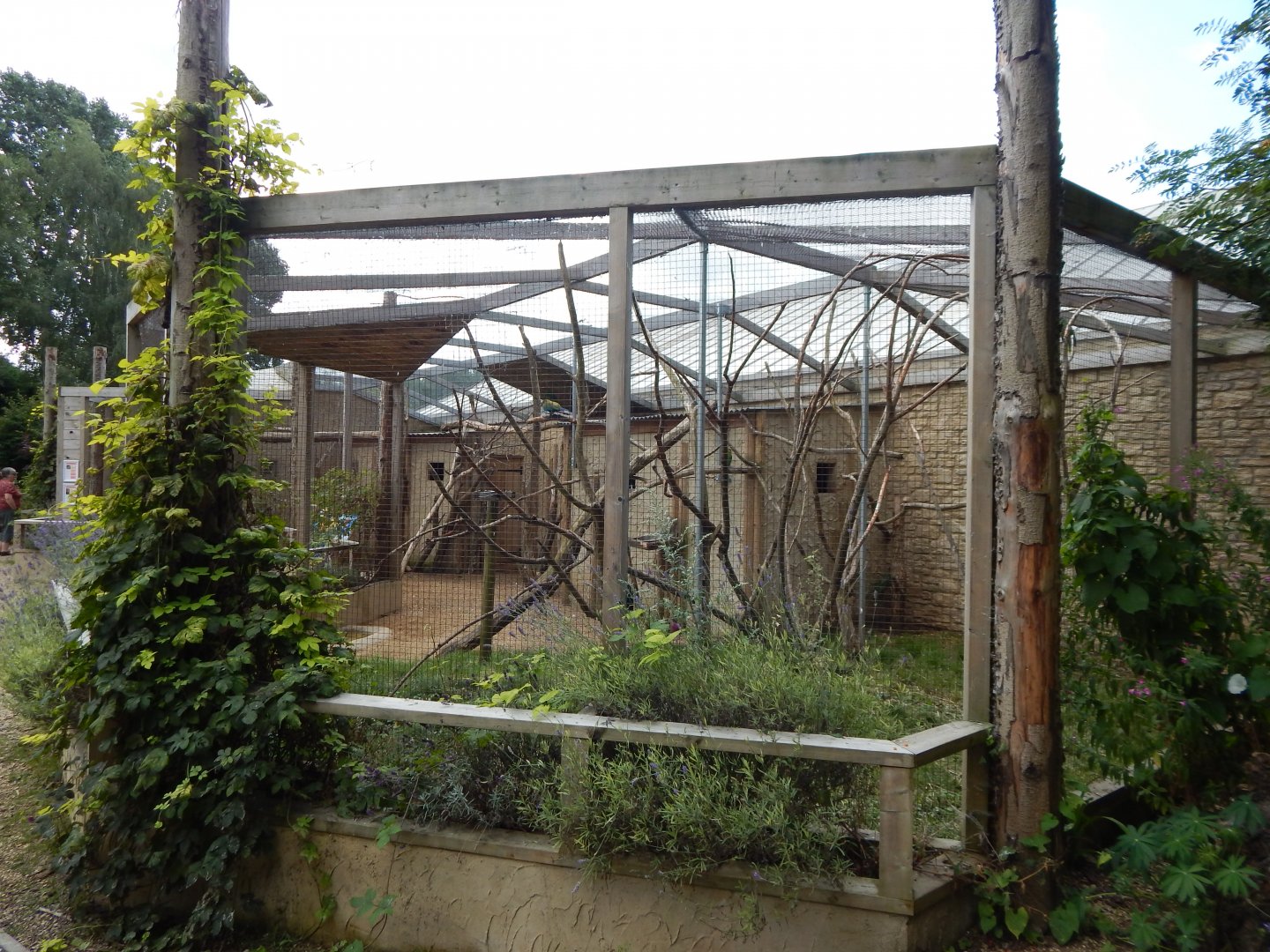Mixed parrot aviary 030821