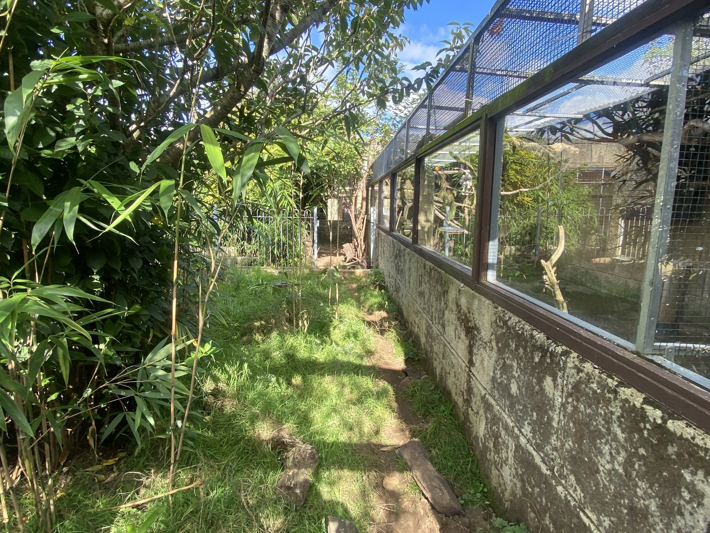 Mixed parrot aviary 140923