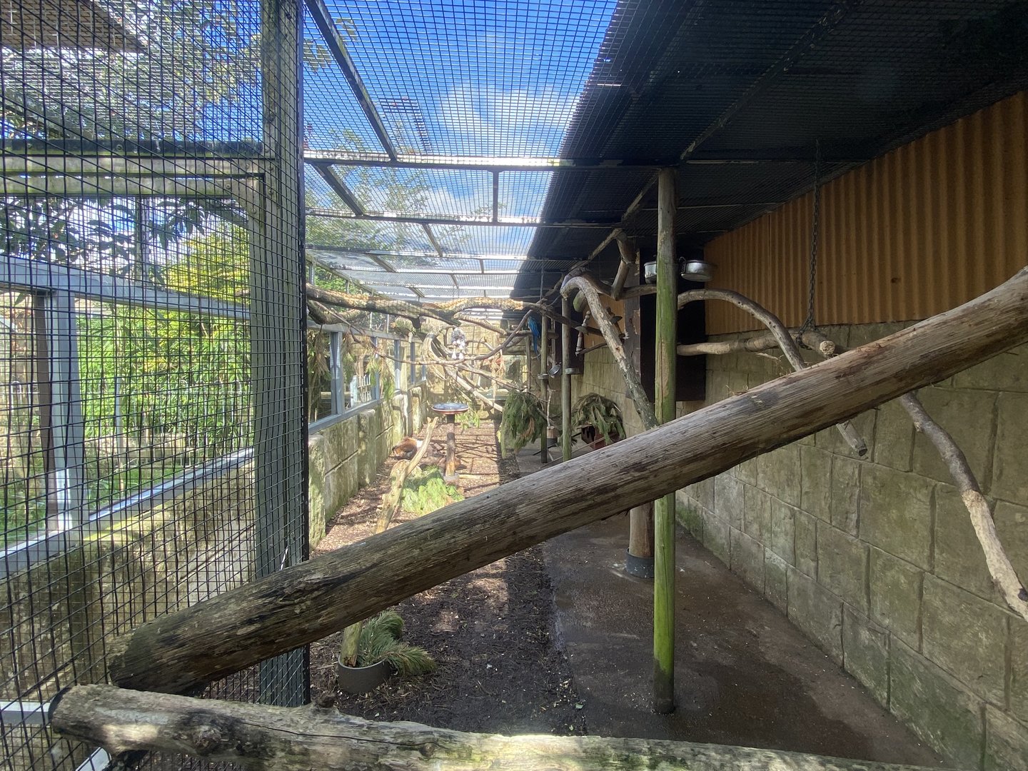 Mixed parrot aviary 140923