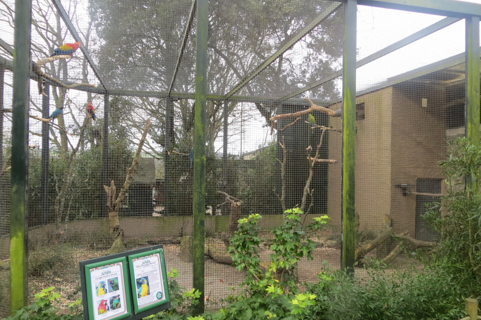 Mixed parrot aviary 190219