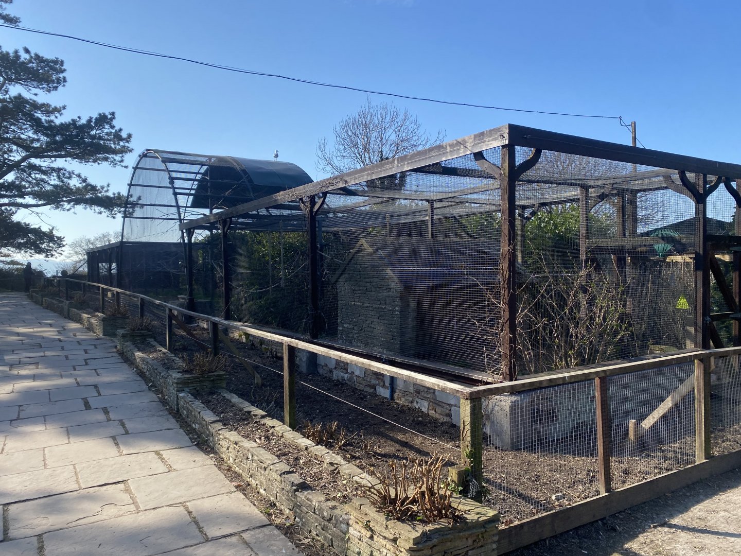 Mixed parrot aviary 190325