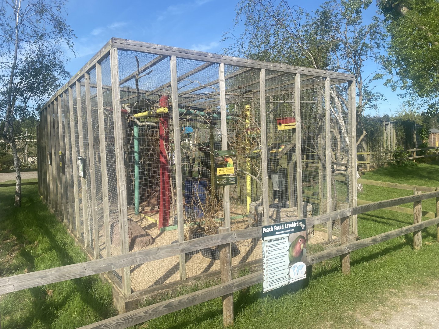 Mixed parrot aviary 280425