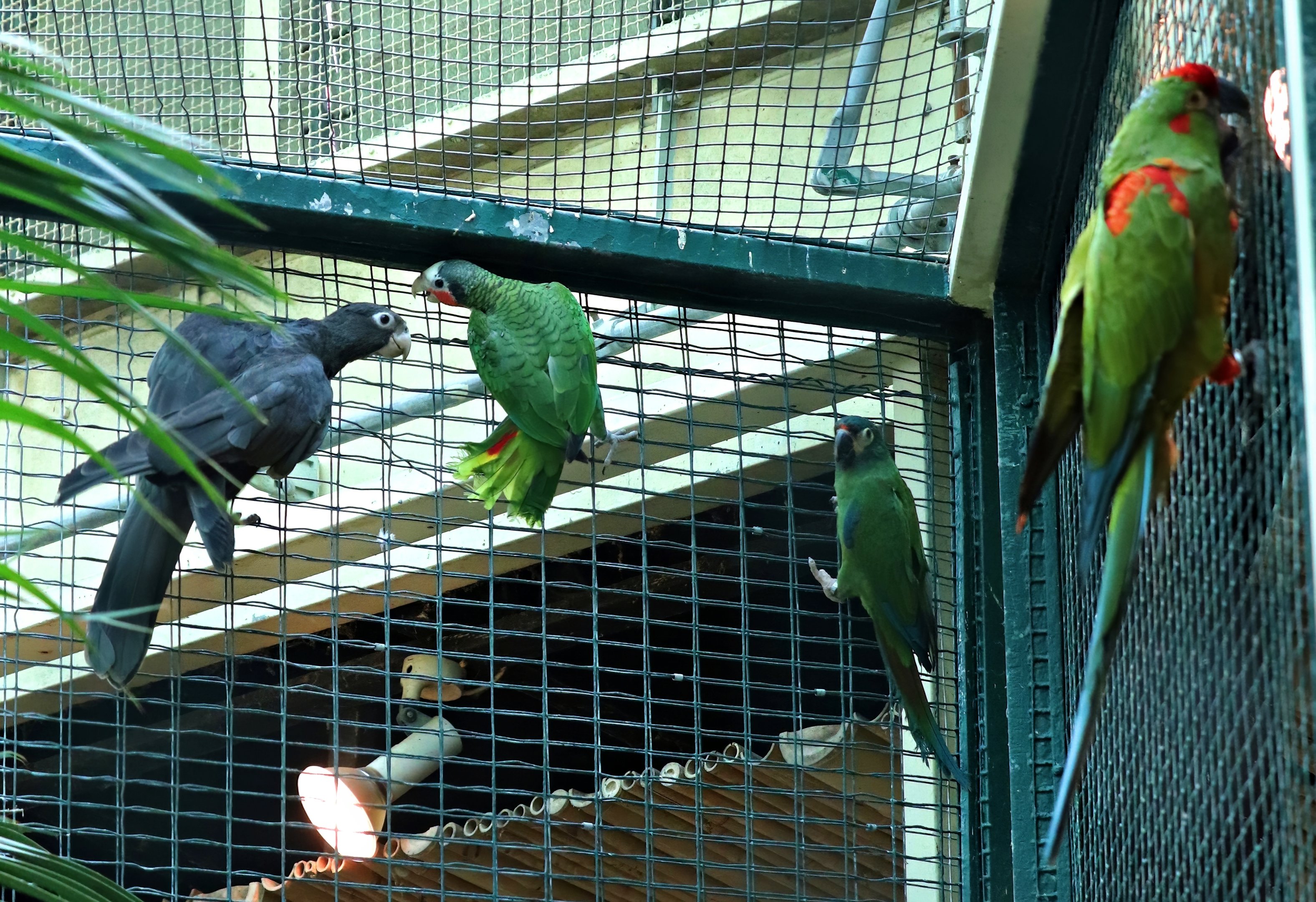 Mixed parrot aviary