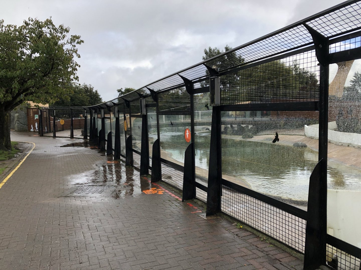 Mixed Penguin Enclosure / Penguins Rock at Edinburgh Zoo (2020)