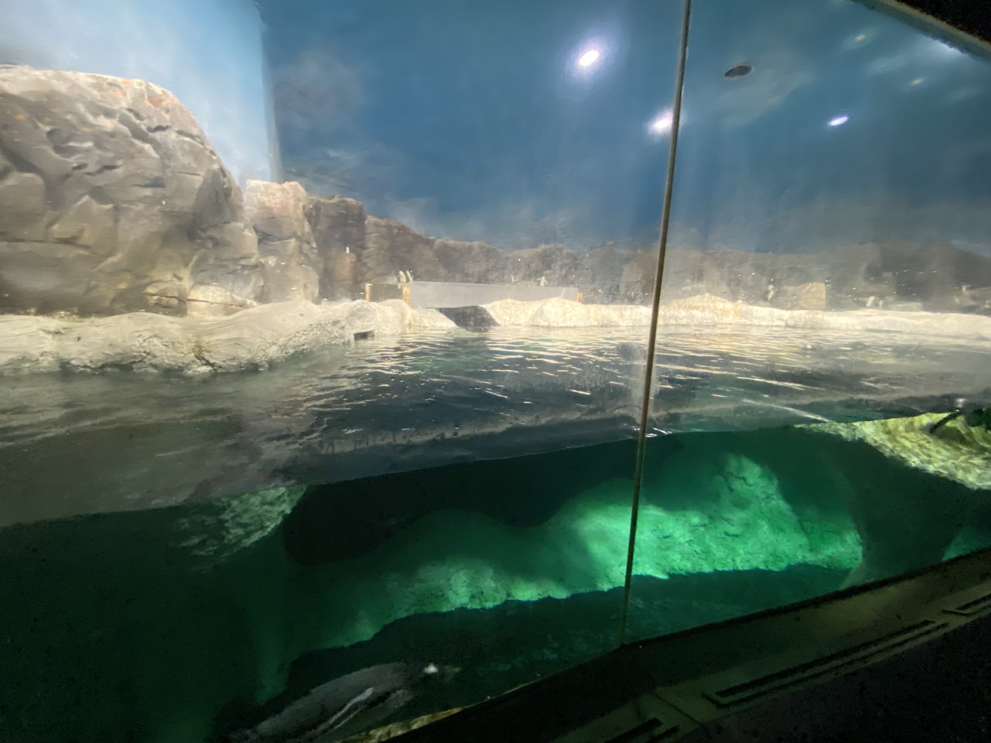 Mixed penguin enclosure