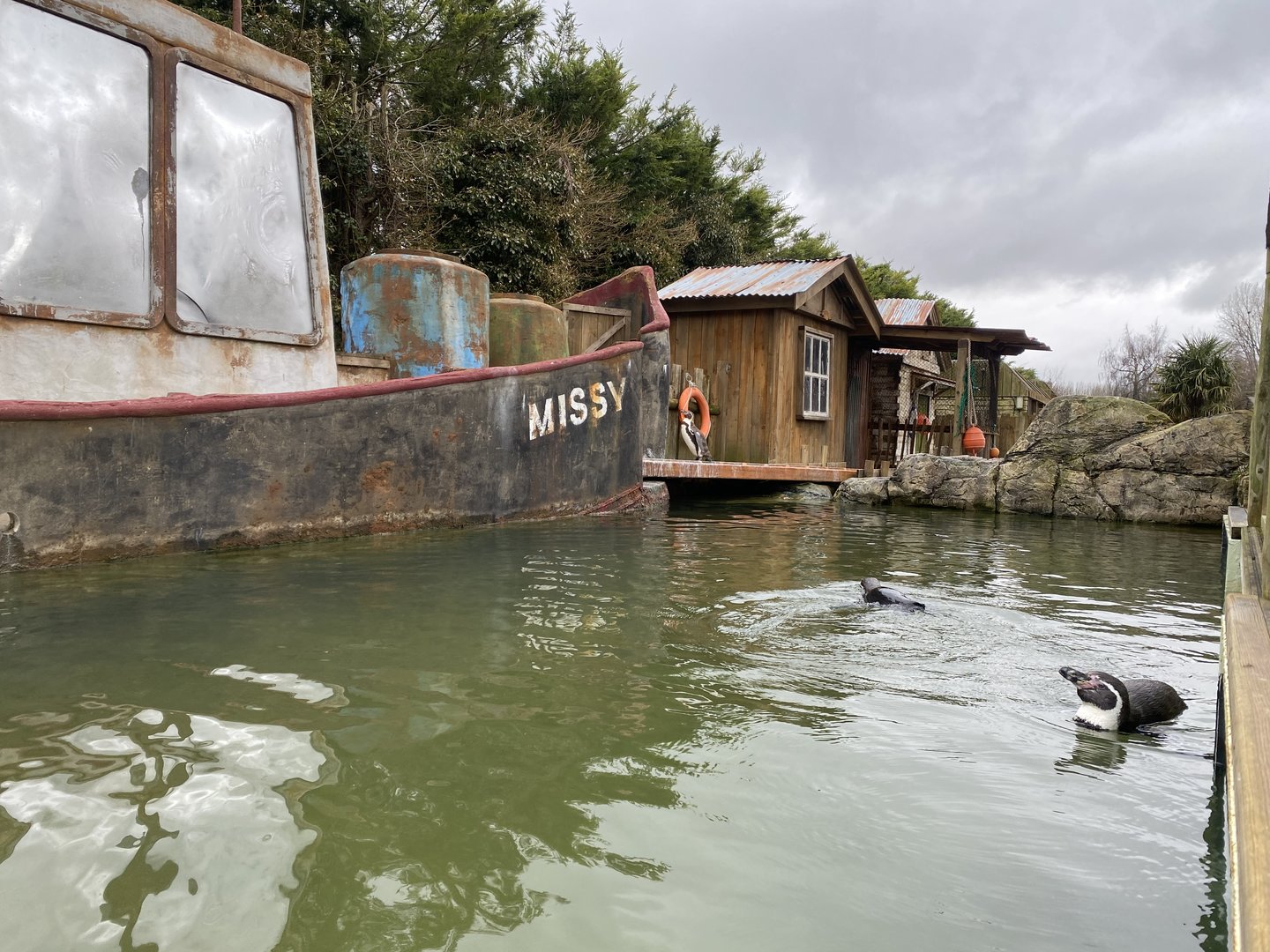 Mixed penguin exhibit 010323