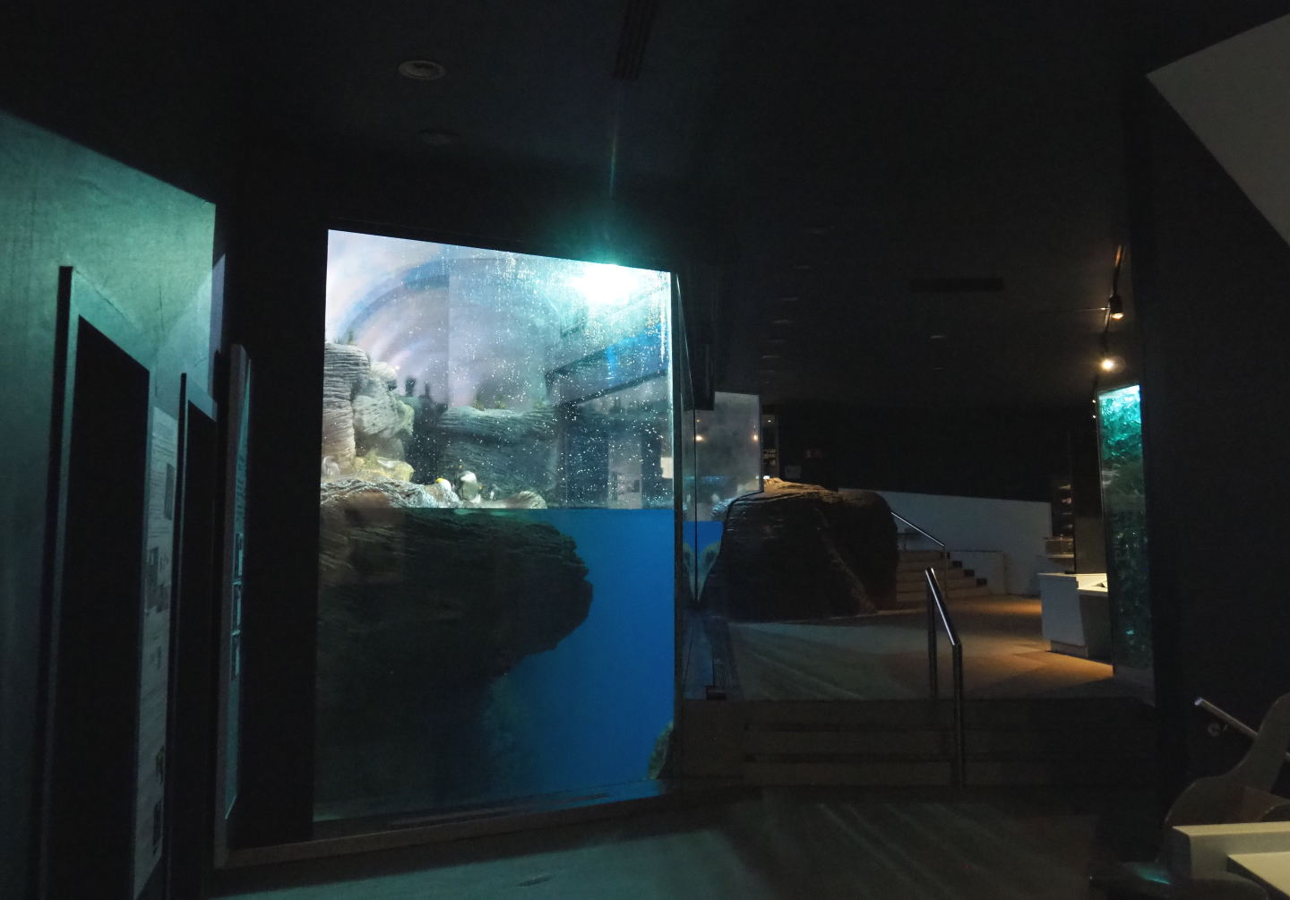 Mixed penguin exhibit and visitor area in penguin house 'Vriesland', 2020-06-28