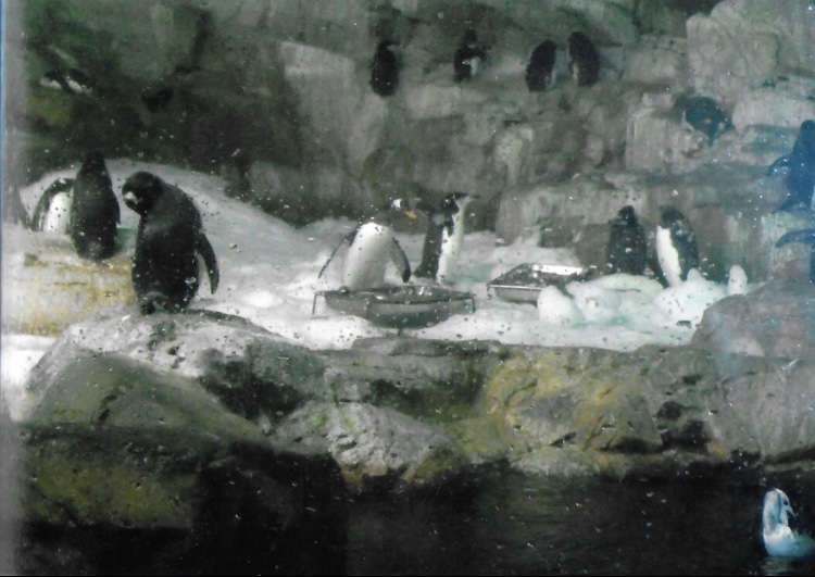 mixed penguin species exhibit 2010