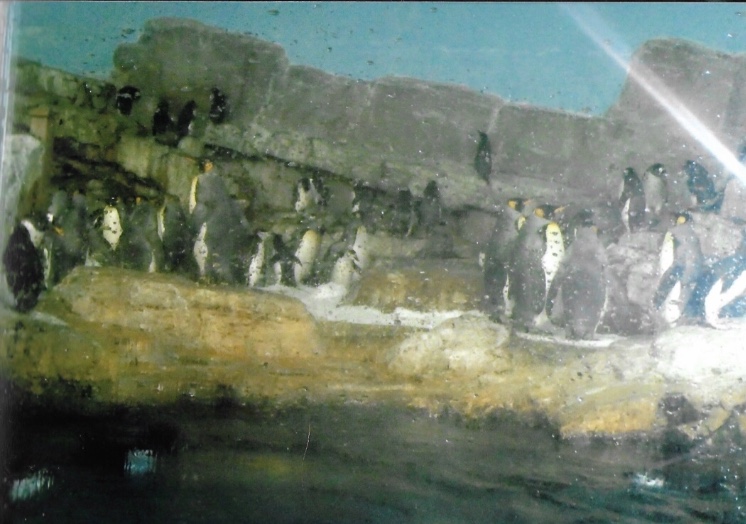 mixed penguin species exhibit 2010